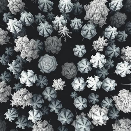 a overhead view of stylized line art forest canopy, in a black and white lineart style as a tile from a video game tileset, viewed directly from overhead,  2D minimalist style, black and white two tone color pallete, The overall design is square in shape