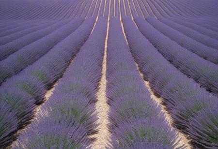 close-up A lavender field under a blue sky in Provence, with rows of purple flowers stretching to the horizon, aerial perspective, showing the vastness of the landscape, in the style of nature photography