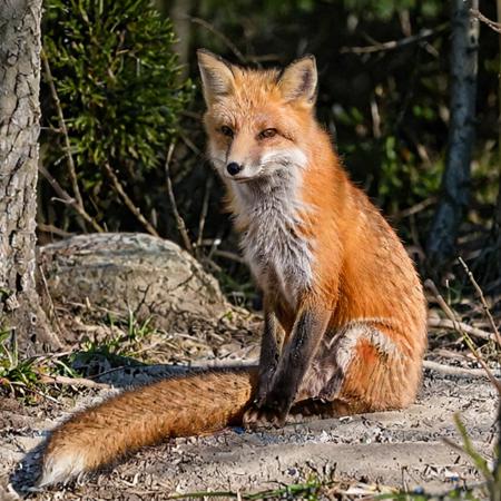 FoxXL V1
