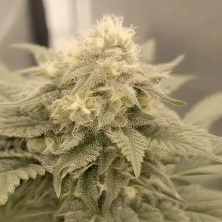 Cannabis V1