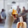 LarryLongNut's Avatar