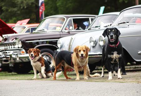 classic car show, lined up in a row, different breed of show dog in front of each car,