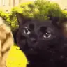maxdev192's Avatar