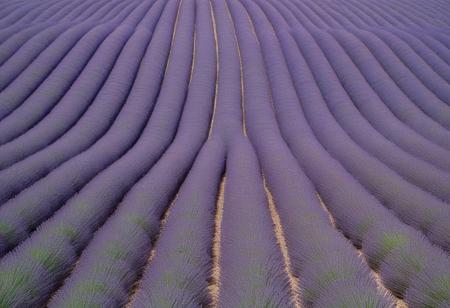 close-up A lavender field under a blue sky in Provence, with rows of purple flowers stretching to the horizon, aerial perspective, showing the vastness of the landscape, in the style of nature photography