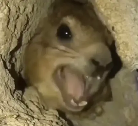 Bambooble's Avatar