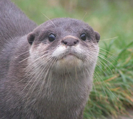 asian_small_clawed_otter_by_henr.webp