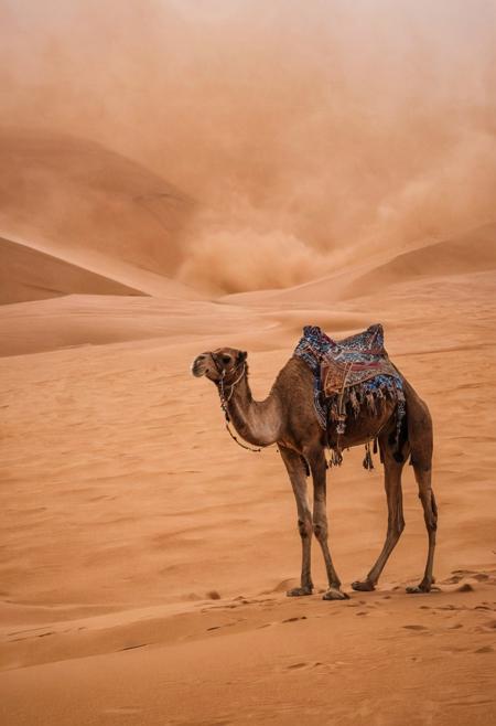 scenic view of a sand storm in the Sahara desert, a camel in the middle of it. (Use Dream Diffusion Secret Prompt). vibrant, award-winning, professional, highly detailed