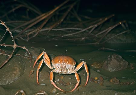 crab_01.png