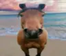 gamerhuman674's Avatar