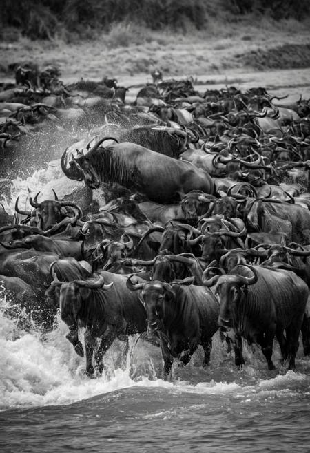 Capture the dramatic intensity of the Mara River crossing in Kenya, where wildebeests leap with powerful grace and determination. The timeless beauty of this scene is rendered in striking black and white, emphasizing the raw energy and contrast of the moment. The monochromatic palette highlights the dynamic interplay of light and shadow, bringing a sense of depth and drama to the wildebeests' synchronized movements and the turbulent waters below. This breathtaking moment was masterfully captured using a Canon EOS R5 paired with a Canon RF 70-200mm f/2.8L IS USM lens, ensuring every detail is sharply defined and every nuance of the action is preserved. Experience the primal essence of the wildebeests' journey, frozen in a powerful and evocative image that transcends time, capturing the enduring spirit of the wild.