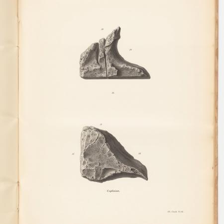 Bone Fossil Drawings V1