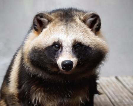 <lora:Raccoon_Dog:0.8>, (raccoon_dog:1.2),white background