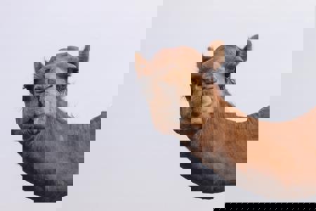 BIGMAMBO94's Avatar