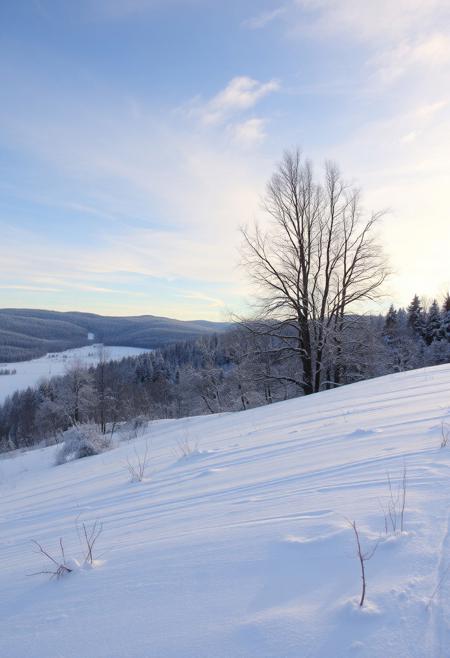 Winter landscape