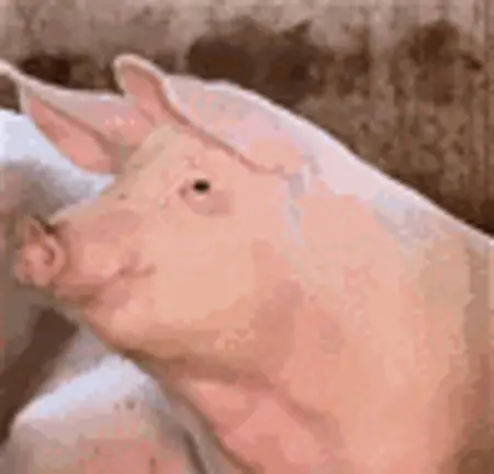 ultimatepiggy's Avatar