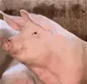 ultimatepiggy's Avatar