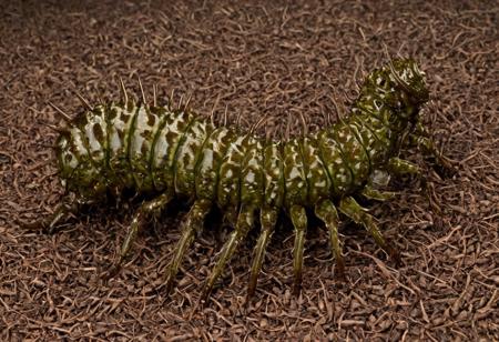 centipede drupe. It should be close-up, with detailed body segments and many legs that curve gracefully. The background should be neutral to make the centipede stand out. Use natural colors such as brown and green to highlight her natural habitat. Add soft lighting to create a sense of depth and texture.
, huge round breasts), (full mask, full costume with cleavage cut away), extremely high-resolution details, photographic, realism pushed to extreme, fine texture, incredibly lifelike, huge tits