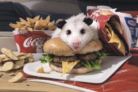 masterpiece, best quality, highres,solo, opossum <lora:opossum:0.8>,
hamburger,potato chips  , coca-cola,fastfood,happy birthday,