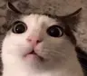 BloodRedKittie's Avatar