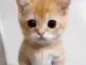 ElBuenLuchito1's Avatar