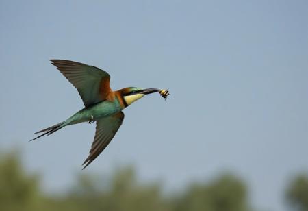 bird, animal focus, solo, blurry, outdoors, sky, flying, closed mouth, flying, depth of field, from side, feathers, looking to the side, tree, European bee-eater,