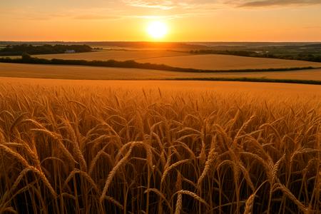 Stable_Yogis_PDXL_Positives,landscape,A vibrant view of golden wheat fields in Denmark during the golden hour, The sun sets behind the fields, casting a warm light that creates a picturesque and inviting atmosphere, celebrating the beauty of rural life,
