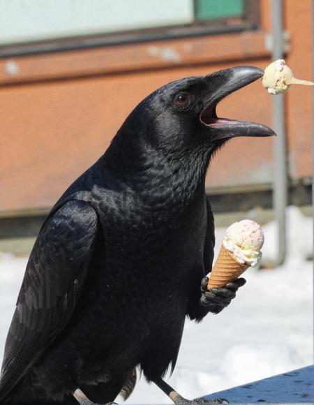 <lora:dmd2_sdxl_4step_lora_fp16:1> 
a crow nibbling on ice cream