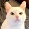 Kitty_of_hate's Avatar