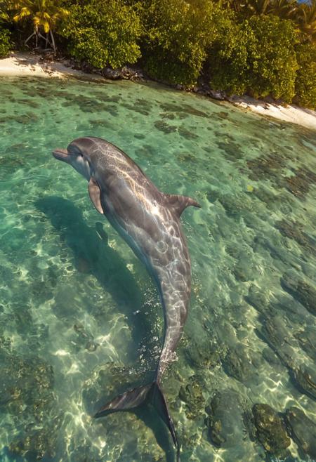 (Highly detailed), (hyper-realistic), ArsMJStyle, Colored pencil hyperdetailed realism – A sleek, silver dolphin leaps from the ocean’s surface in a vibrant tropical lagoon, its smooth, muscular body arcing gracefully through the air. The sunlight glistens off its skin, each drop of water rendered in perfect detail as they scatter around it. The crystal-clear waters of the lagoon reveal vibrant coral reefs beneath, and the lush, green shoreline is dotted with palm trees. The warm sunlight bathes the scene in golden tones, enhancing the dolphin’s elegant movement and the beauty of the surrounding paradise.