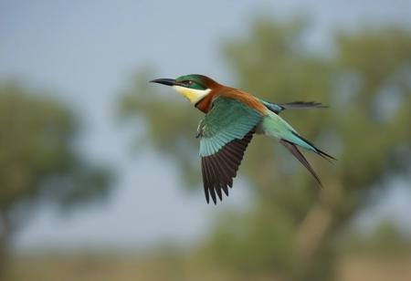 bird, animal focus, solo, blurry, outdoors, sky, flying, closed mouth, flying, depth of field, from side, feathers, looking to the side, tree, European bee-eater,