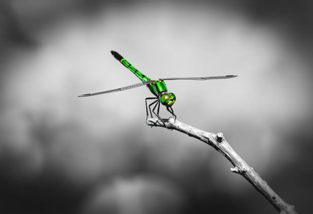 Selective Colouring photo of a dragonfly resting on a branch, green dragonfly, monochrome