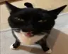 Illformaggio's Avatar