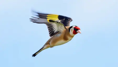 European Goldfinch