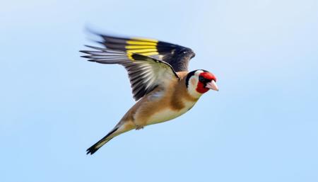 European Goldfinch v1.0
