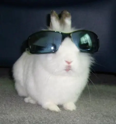 lazybutts's Avatar