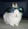 lazybutts's Avatar