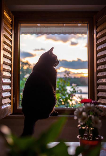 (Soft Lighting Photography by Mimoza Veliu and Mario Giacomelli:1.2), a cat perches on a windowsill at dusk. The feline, with its black fur and striking eyes, sits majestically in profile view, gazing out of the window with an expression of contemplation. The sky outside is painted with hues of orange and purple, suggesting the setting sun. The window, framed by wooden shutters, offers a view of lush greenery under the fading light of day. The cat's position on the windowsill provides a vantage point overlooking plants that seem to be in full bloom. The room is softly illuminated by the ambient light from the window, casting gentle shadows around the space. The overall atmosphere is one of tranquility and introspection, as if time has momentarily paused for this serene scene., solo, sitting, standing, tail, closed eyes, flower, outdoors, sky, day, cloud, indoors, water, from behind, blurry, tree, blue sky, no humans, window, animal, leaf, sunlight, cat, cloudy sky, plant, white flower, red flower, scenery, desk, backlighting, reflection, sunset, sun, facing away, potted plant, black cat, animal focus, twilight, evening, whiskers, gradient sky, orange sky, black fur, dusk, daisy, open window, looking outside, windowsill