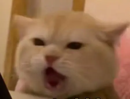catnip404's Avatar
