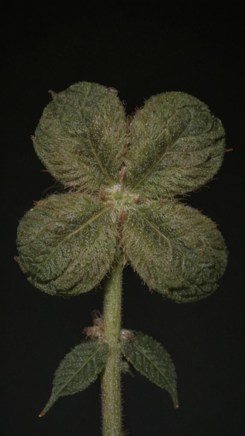 macro photography, Four-leaf clover, GANnabis, ganja, weed <lora:GANnabis:0.6> BREAK (empty dark background:1.3)