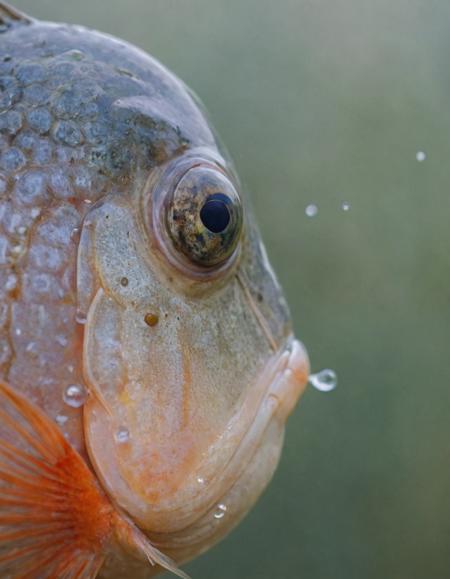 by Nicolas Mignard, Paul Lovering, Rule of Thirds, close up of a Fish, Tiny, at Midday, shallow depth of field, Flustered, compact camera, F/1.8, "I'm a hopeless romantic, I can't help falling in love.", adobe lightroom, intricate