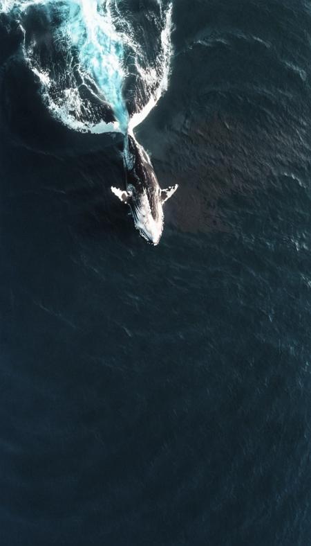whale in ocean <lora:DD-above-v1:1> above