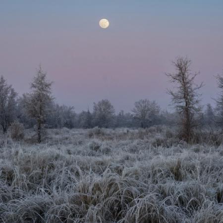 conniferous forest with low grass with heavy dew, heavy autumn frost, sky background with full moon in a cloud which makes it slightly muddled