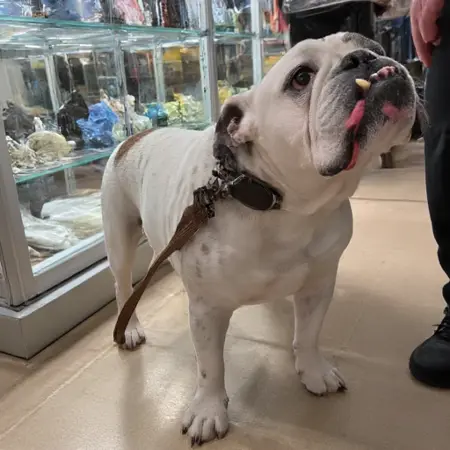 Gus Dog