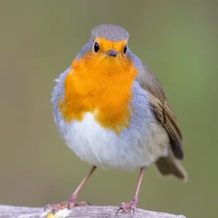 European Robin