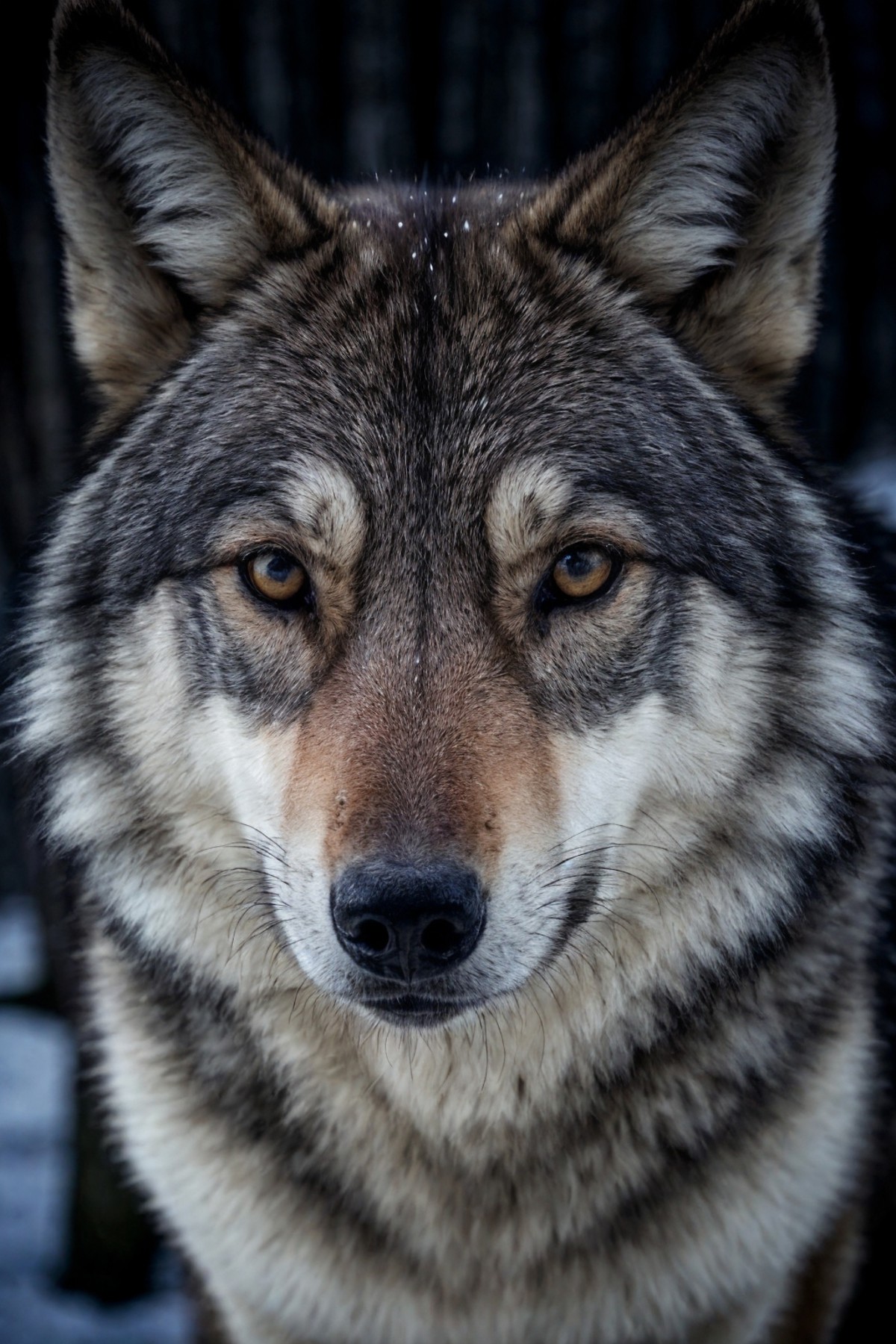 closeup award winning photo of a wolf, perfect environment, extremely detailed, dark shot