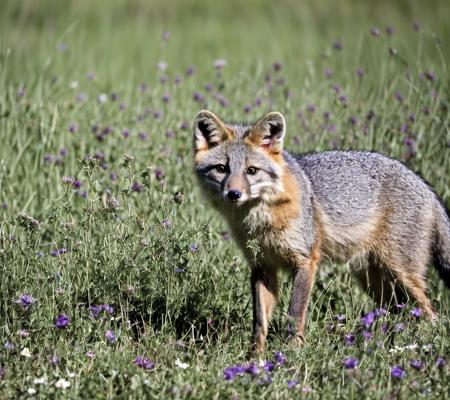 urocyon, meadow of flowers, looking at viewer, masterpiece, sharp_focus, f2, 35mm <lora:greyfox:0.65>