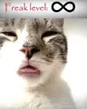 freaky_cat's Avatar