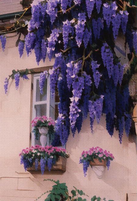 The overall atmosphere of the scene is one of tranquility, natural beauty, and a sense of timeless charm. The interplay of the vibrant wisteria against the muted tones of the house creates a visually striking and emotionally evocative image. The scene suggests a peaceful dwelling, embraced by nature's beauty, a place where the senses are awakened by the sight and imagined fragrance of the abundant blooms. The meticulous care of the window boxes further emphasizes a connection between the inhabitants and their surroundings, highlighting a love for beauty and detail. The composition should evoke a feeling of serenity and wonder, capturing the magical essence of a house adorned by the full glory of a blooming wisteria. The lighting should be soft and even, avoiding harsh shadows to emphasize the delicate beauty of the flowers and the gentle character of the dwelling. The focus should be sharp on the wisteria and the architectural details it embraces, drawing the viewer into this enchanting tableau.