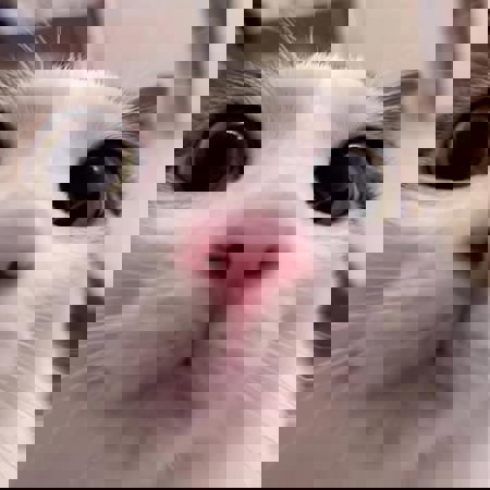 shamelessbehaviour's Avatar