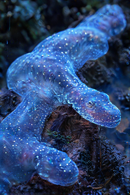 lizard close-up, zen garden, pond, bioluminescence,  aura, magical, cinematic photography  <lora:Glowing_Nature:1>